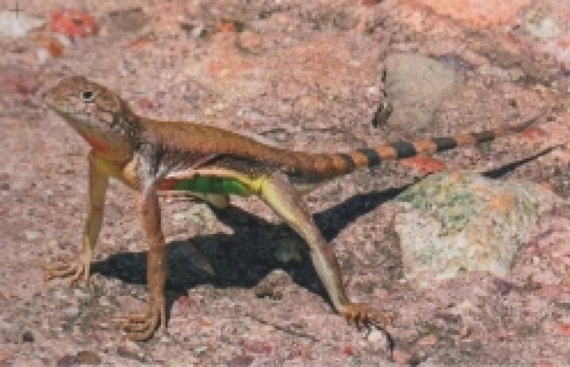 Lizards of Mexico